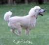 A photo of Sunridge Moonlight Dream Maker, a white standard poodle