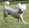 A photo of Sunridge Moonlight Dream Maker, a white standard poodle