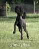 A photo of Sunridge Midnight Blue, a blue standard poodle