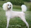 A photo of Timber Ridges Untouchable, CH, a white standard poodle