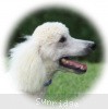 A photo of Sunridge Moonlight Dream Maker, a white standard poodle