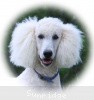 A picture of Sunridge Moonlight Dream Maker, a white standard poodle