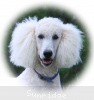 A photo of Sunridge Moonlight Dream Maker, a white standard poodle