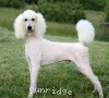 A photo of Timber Ridges Untouchable, CH, a white standard poodle