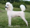 A photo of Timber Ridges Untouchable, CH, a white standard poodle