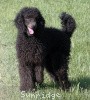 A photo of Sunridge Midnight Blue, a blue standard poodle