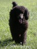 A photo of Sunridge Midnight Blue, a blue standard poodle