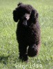 A photo of Sunridge Midnight Blue, a blue standard poodle