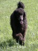 A photo of Sunridge Midnight Blue, a blue standard poodle