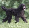 A photo of Sunridge Midnight Blue, a blue standard poodle