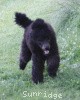 A photo of Sunridge Midnight Blue, a blue standard poodle