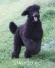 A photo of Sunridge Midnight Blue, a blue standard poodle