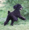 A photo of Sunridge Midnight Blue, a blue standard poodle