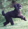 A photo of Sunridge Midnight Blue, a blue standard poodle