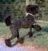 A photo of Sunridge Midnight Blue, a blue standard poodle