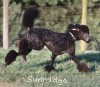 A photo of Sunridge Midnight Blue, a blue standard poodle