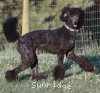 A photo of Sunridge Midnight Blue, a blue standard poodle