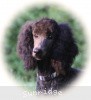 A photo of Sunridge Midnight Blue, a blue standard poodle