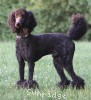 A photo of Sunridge Midnight Blue, a blue standard poodle