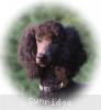 A photo of Sunridge Midnight Blue, a blue standard poodle