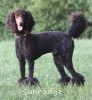 A photo of Sunridge Midnight Blue, a blue standard poodle