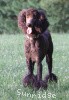 A photo of Sunridge Midnight Blue, a blue standard poodle