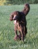 A photo of Sunridge Midnight Blue, a blue standard poodle