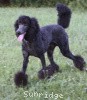 A photo of Sunridge Midnight Blue, a blue standard poodle