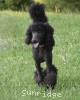 A photo of Sunridge Midnight Blue, a blue standard poodle