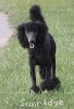 A photo of Sunridge Midnight Blue, a blue standard poodle