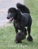 A photo of Sunridge Midnight Blue, a blue standard poodle