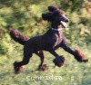 A photo of Sunridge Midnight Blue, a blue standard poodle