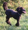 A photo of Sunridge Midnight Blue, a blue standard poodle