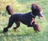 A photo of Sunridge Midnight Blue, a blue standard poodle