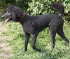 A photo of Sunridge Midnight Blue, a blue standard poodle