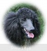 A photo of Sunridge Midnight Blue, a blue standard poodle