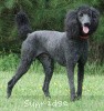 A photo of Sunridge Midnight Blue, a blue standard poodle