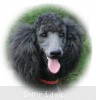 A photo of Sunridge Midnight Blue, a blue standard poodle