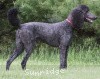 A photo of Sunridge Midnight Blue, a blue standard poodle