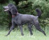 A photo of Sunridge Midnight Blue, a blue standard poodle