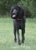 A photo of Sunridge Midnight Blue, a blue standard poodle