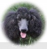 A photo of Sunridge Midnight Blue, a blue standard poodle