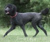 A photo of Sunridge Midnight Blue, a blue standard poodle