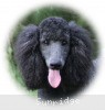 A photo of Sunridge Midnight Blue, a blue standard poodle