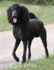 A photo of Sunridge Midnight Blue, a blue standard poodle