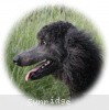 A photo of Sunridge Midnight Blue, a blue standard poodle