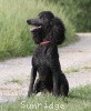 A photo of Sunridge Midnight Blue, a blue standard poodle