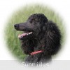 A photo of Sunridge Midnight Blue, a blue standard poodle