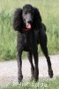 A photo of Sunridge Midnight Blue, a blue standard poodle