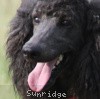 A photo of Sunridge Midnight Blue, a blue standard poodle